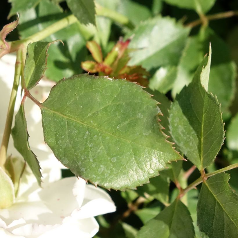 Rosa tappezzante Schneeküsschen (Foliage)