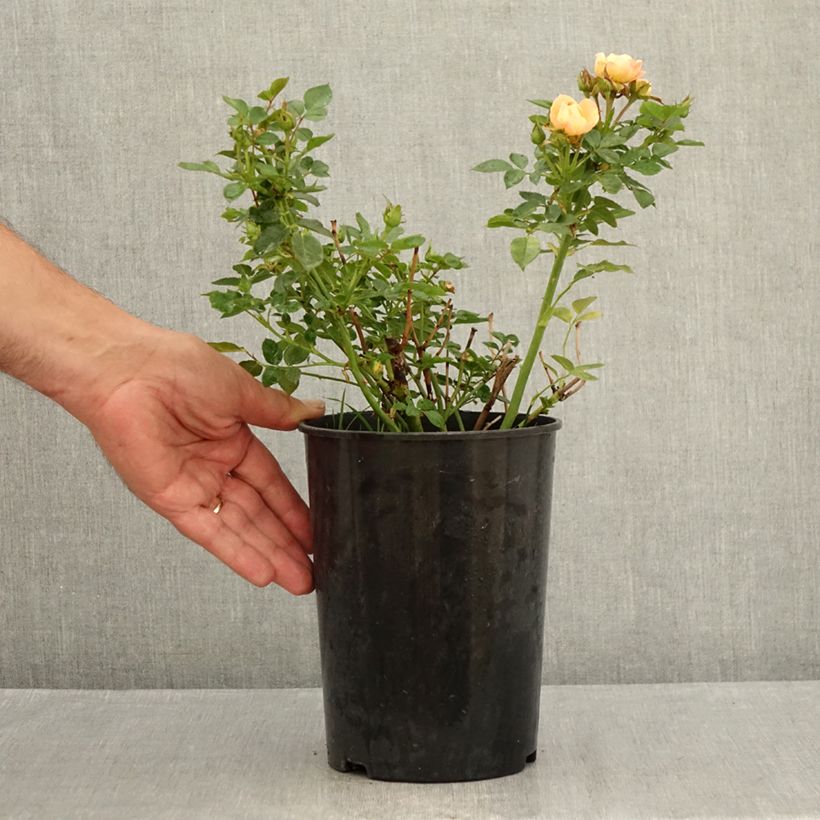 Esemplare di Rosa tappezzante Rosier nain Sweet Dream Vaso da 3L/4L consegnato in estate