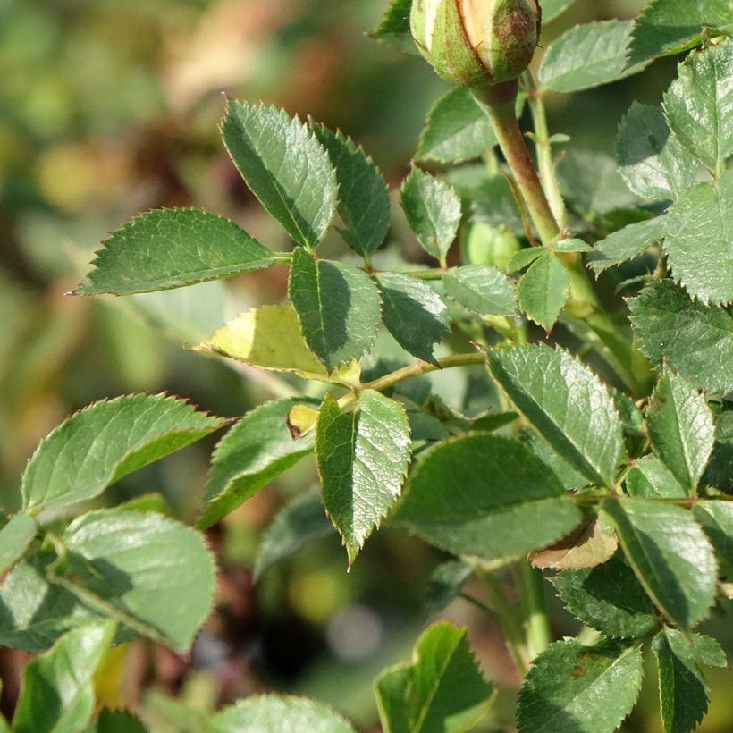 Rosa tappezzante Rosier nain Sweet Dream (Fogliame)