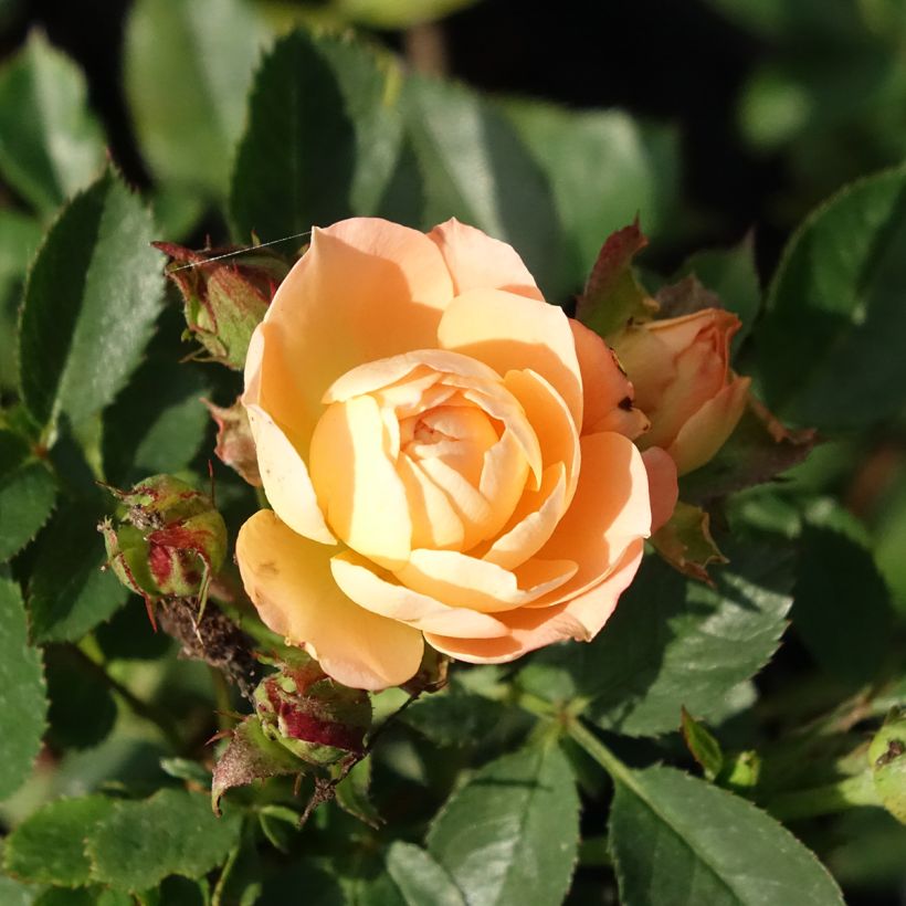 Rosa tappezzante Rosier nain Sweet Dream (Fioritura)