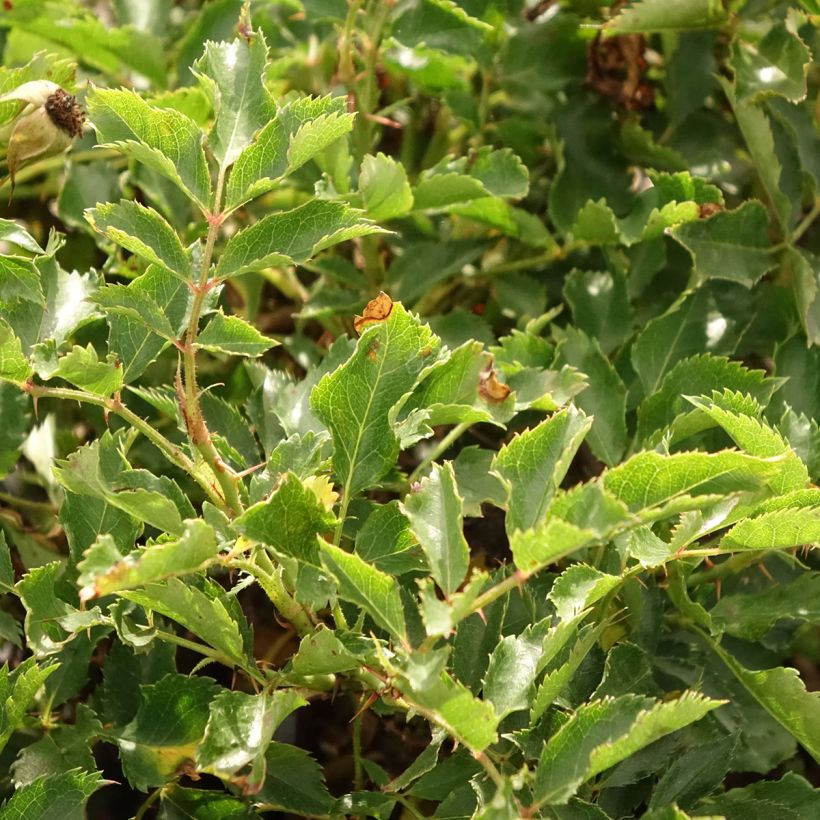 Rosa tappezzante Trendy Babylon Eyes (Fogliame)