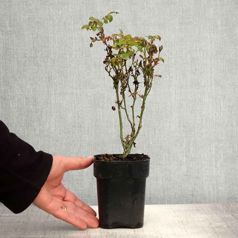 Example of Rosa tappezzante Zepeti Meibenbino Vaso da Ø 10 cm/11 cm as you get in printemps