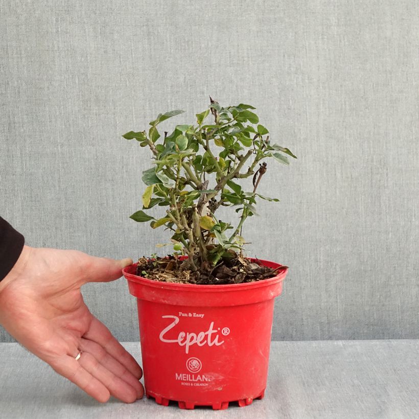 Example of Zucchina gialle sacchetto di 15 semi circa as you get in automne