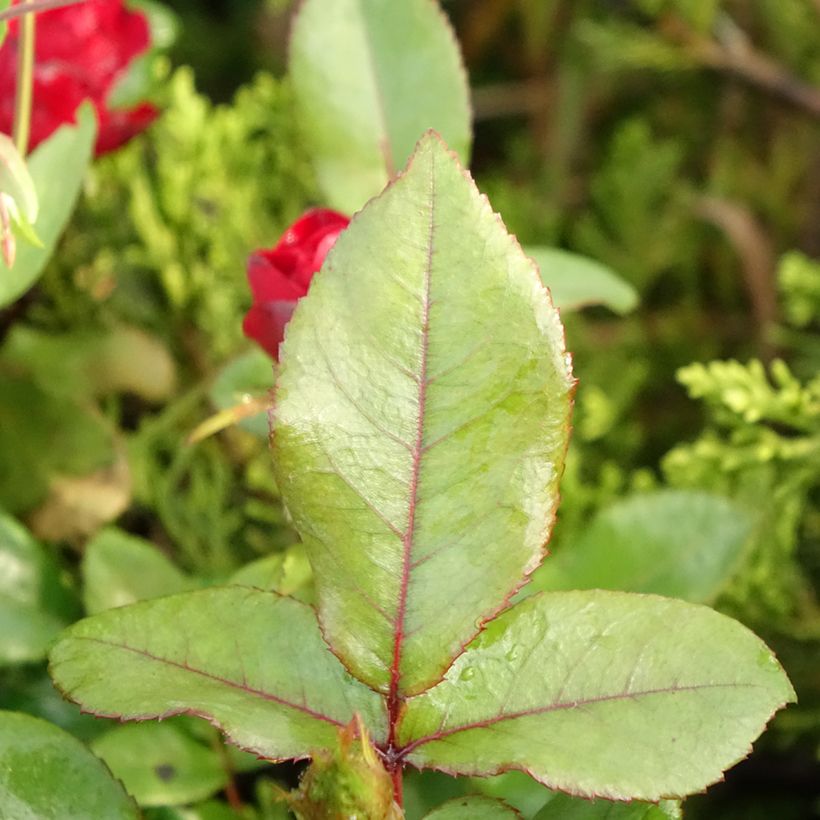 Rosa tappezzante Zepeti Meibenbino (Foliage)