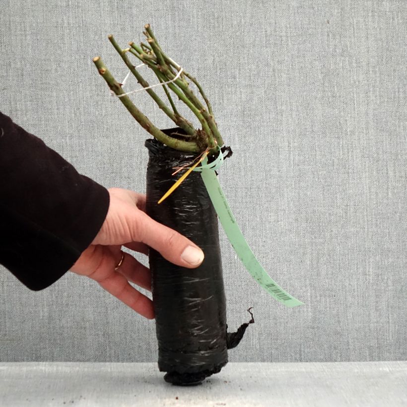 Rosa polyantha Nectar Garden Alexander von Humboldt Zolla a radice nuda esemplare consegnato in inverno