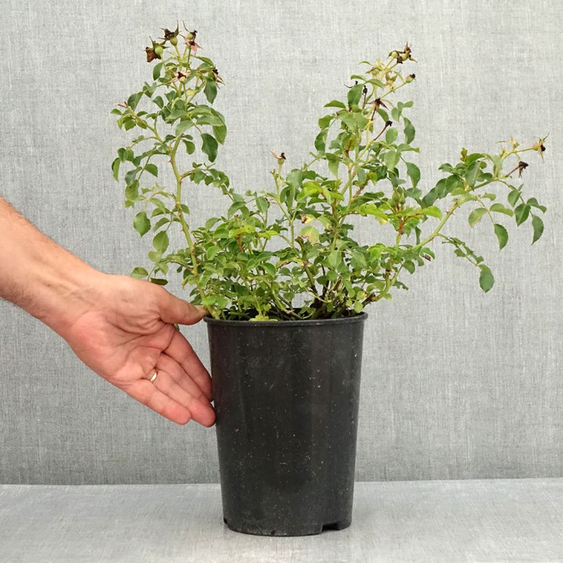 Esemplare di Rosa polyantha Nectar Garden Lilliput Lupo Vaso da 3L/4L consegnato in estate
