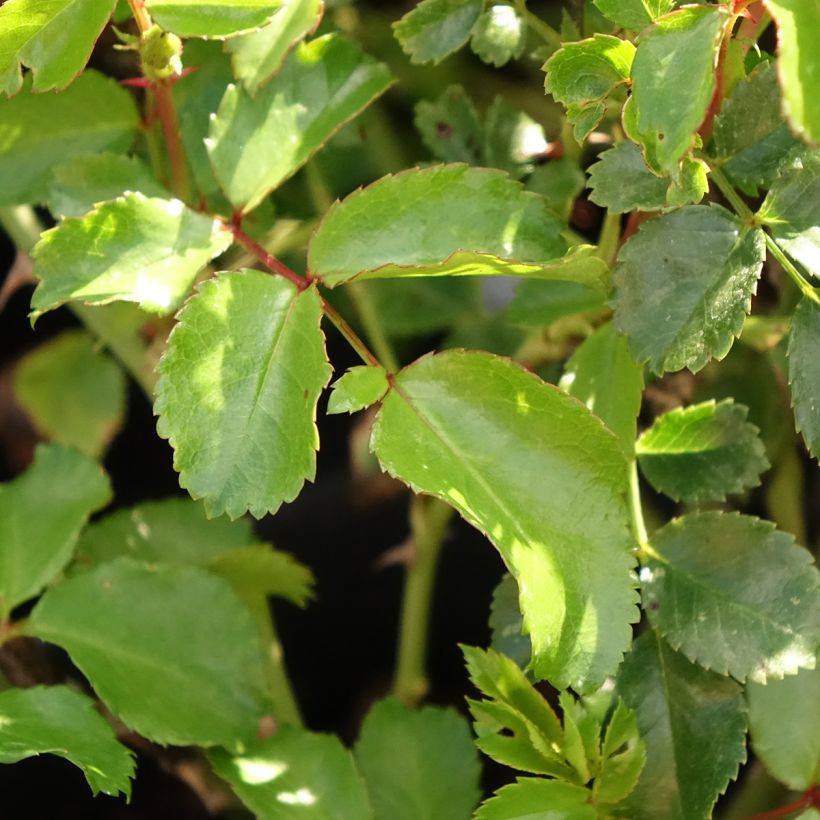 Rosa polyantha Nectar Garden Lilliput Lupo (Foliage)