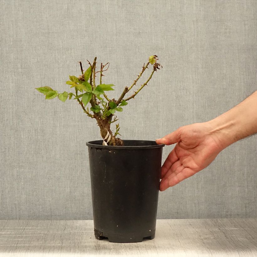 Example of Rosa PARFUMA Madame Anisette - Rose ibrida di tea Vaso da 4L/5L as you get in printemps