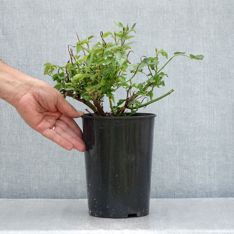 Esemplare di Rosa polyantha PATIO ROSE Baby Icebergl Vaso da 3L/4L consegnato in estate
