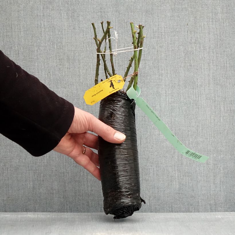 Rosa polyantha PATIO ROSE Baby Icebergl Zolla a radice nuda esemplare consegnato in inverno