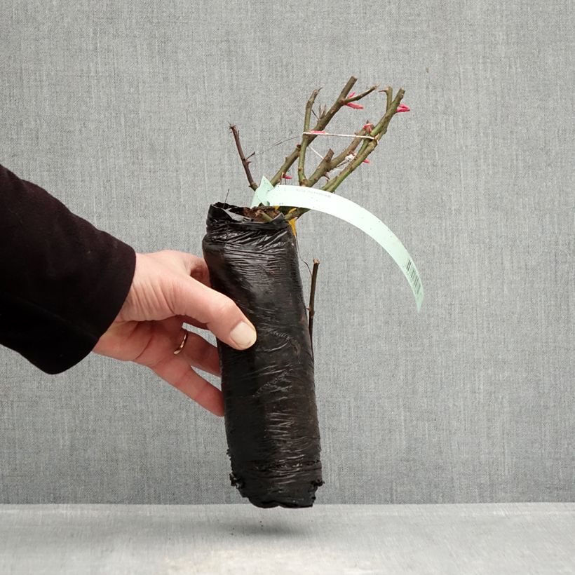 Example of Rosa PATIO ROSE Impala KORsternfue - Rose ibrida di tea Zolla a radice nuda as you get in hiver