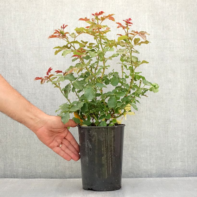 Esemplare di Rosa polyantha PATIO ROSE Xenia Korpinka Vaso da 3L/4L consegnato in estate