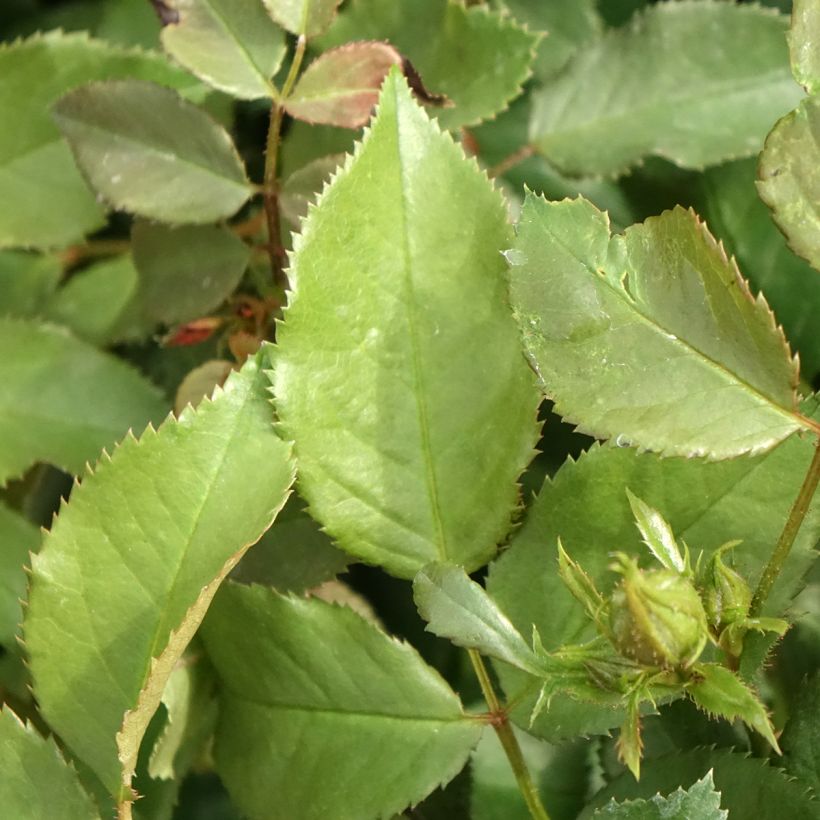 Rosa polyantha PATIO ROSE Xenia Korpinka (Foliage)