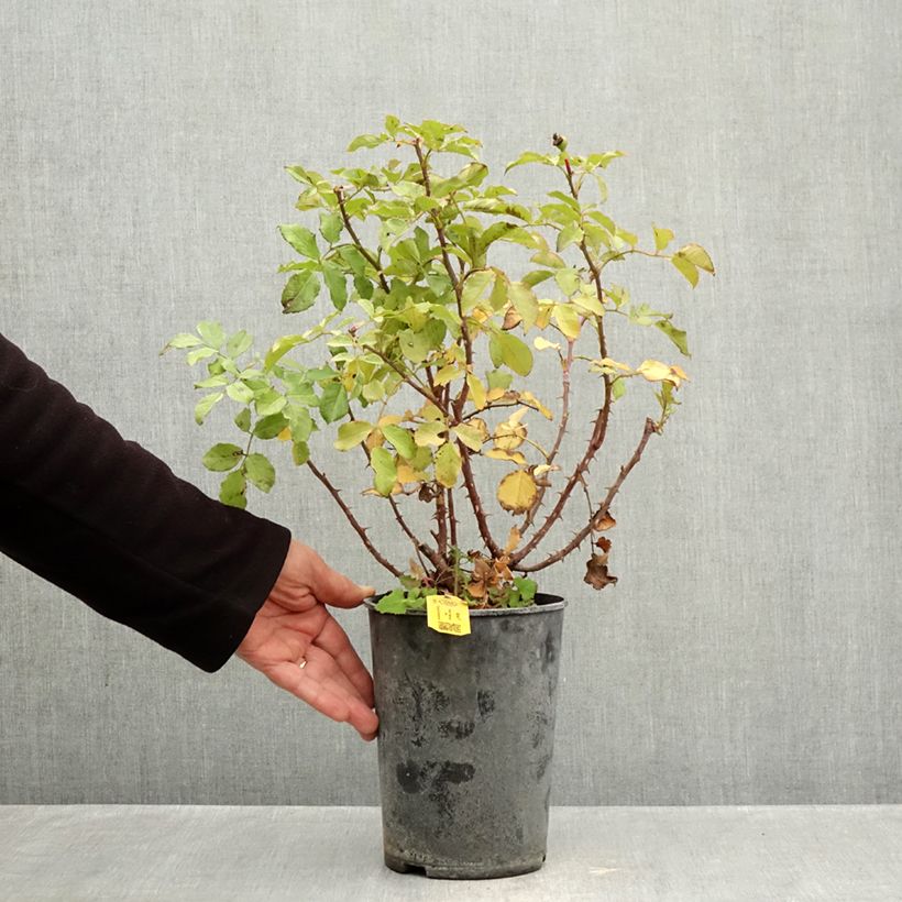 Esemplare di Rosa polyantha PATIO ROSE Xenia Korpinka Vaso da 3L/4L come consegnato in autunno