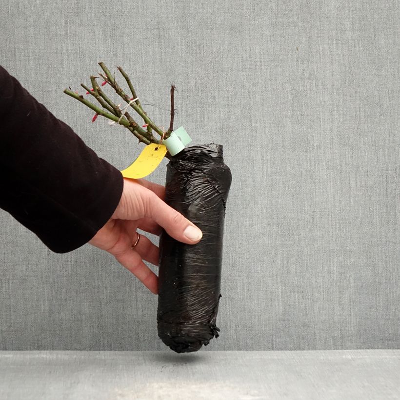 Example of Rosa polyantha PATIO ROSE Xenia Korpinka Zolla a radice nuda as you get in hiver