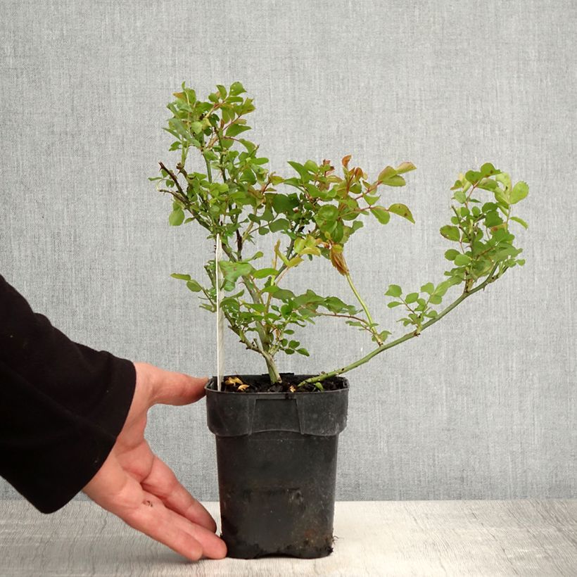 Example of Rosa polyantha Les Quatre Saisons Vaso da Ø 10 cm/11 cm as you get in printemps