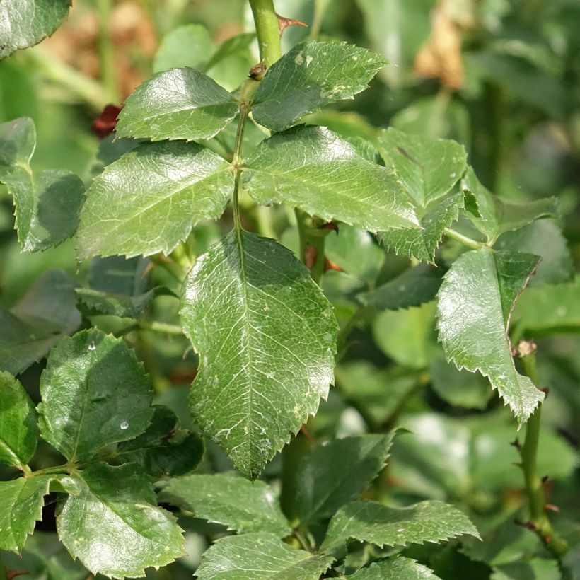 Rosa polyantha Les Quatre Saisons (Foliage)
