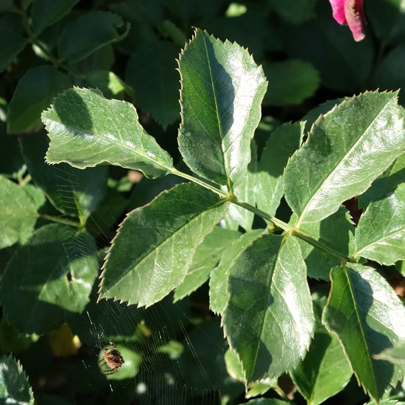 Rosa tappezzante Hello (Fogliame)
