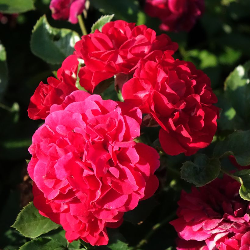 Rosa tappezzante Hello (Fioritura)