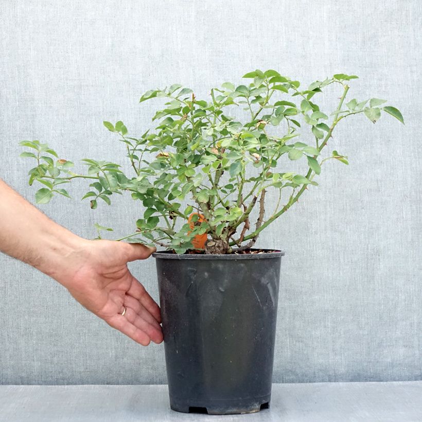 Esemplare di Rosa tappezzante Hello Vaso da 4L/5L consegnato in estate