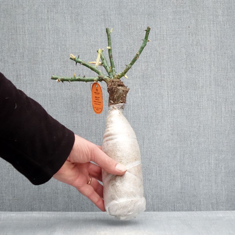 Rosa tappezzante Hello Zolla a radice nuda esemplare consegnato in inverno