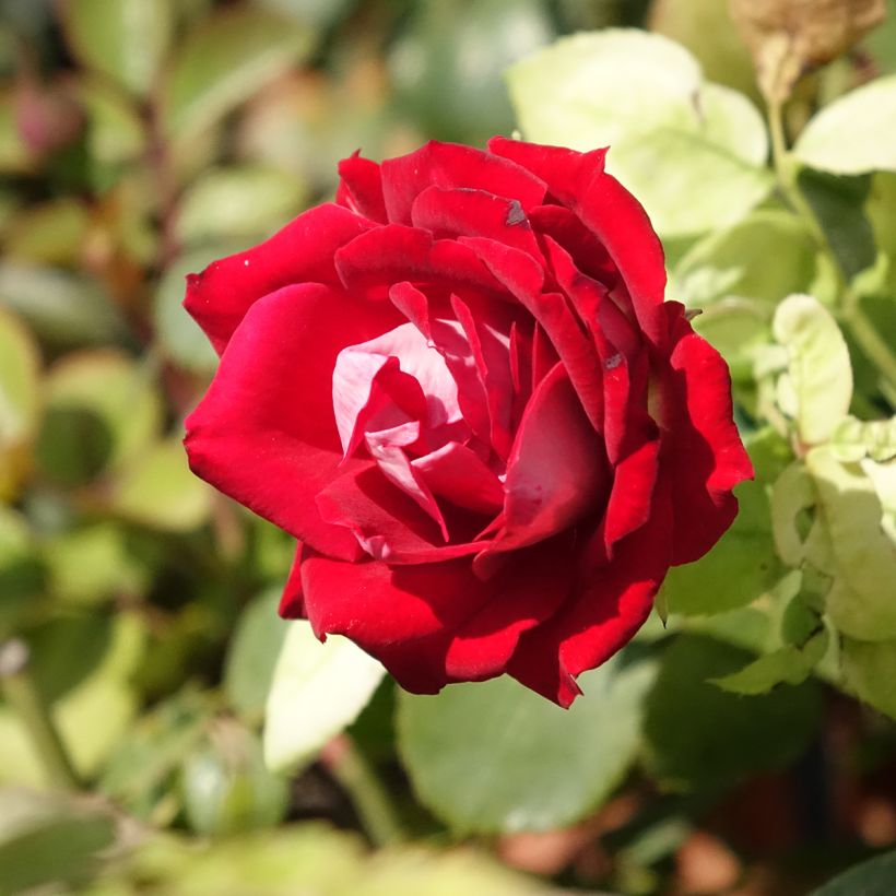 Rosa Street Colors Belle de Grasse 'Meibelitz' (Fioritura)