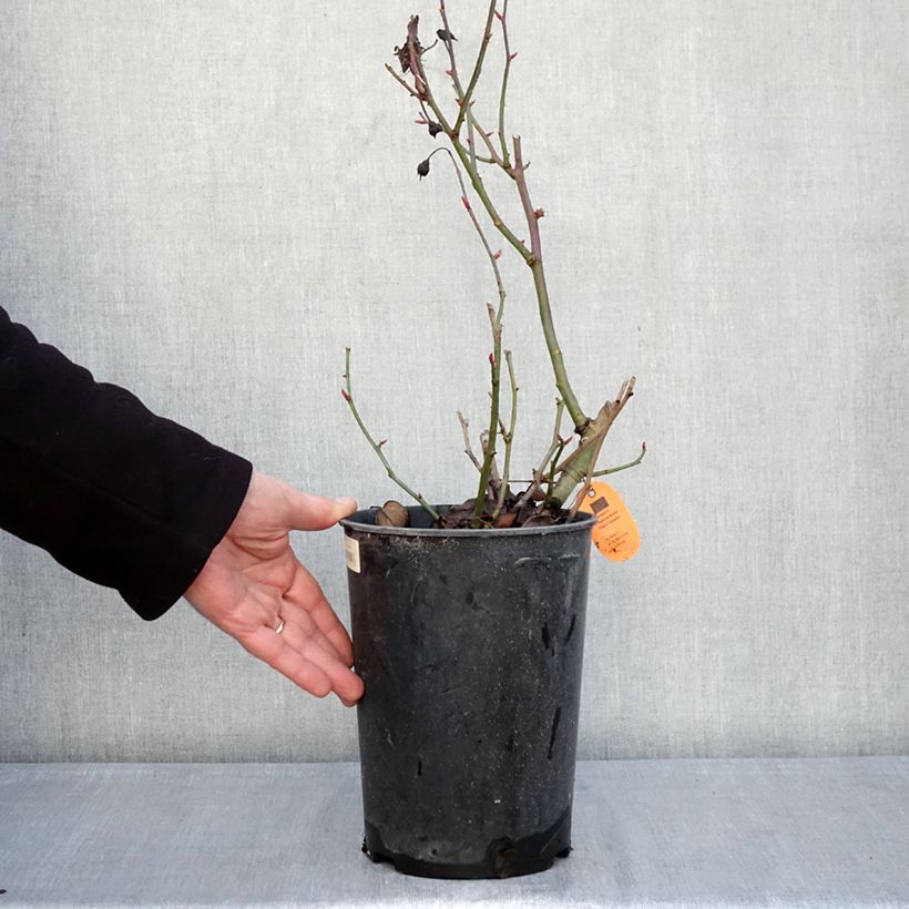 Rosa Street Colors Belle de Grasse 'Meibelitz' Vaso da 4L/5L esemplare consegnato in inverno