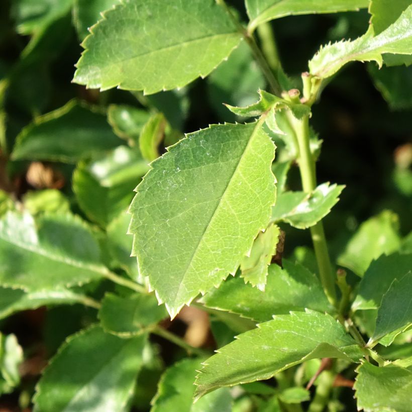 Rosa Street Colors Champs Elysées 'Meiplumty' (Fogliame)