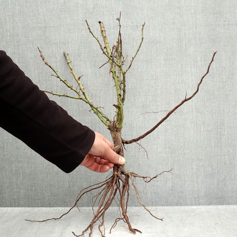 Rosa Street Colors Jolie Provence 'Meilegase' Piante piccole a radice nuda esemplare consegnato in inverno