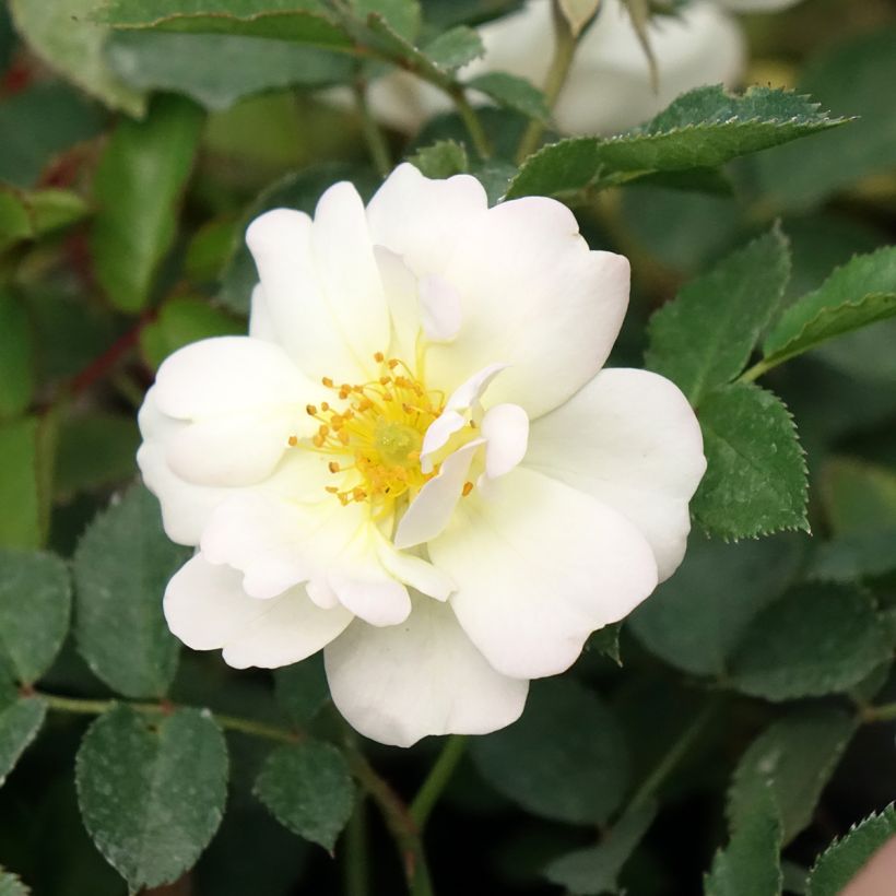 Rosa Street Colors La Grande Motte Meimeigea (Fioritura)