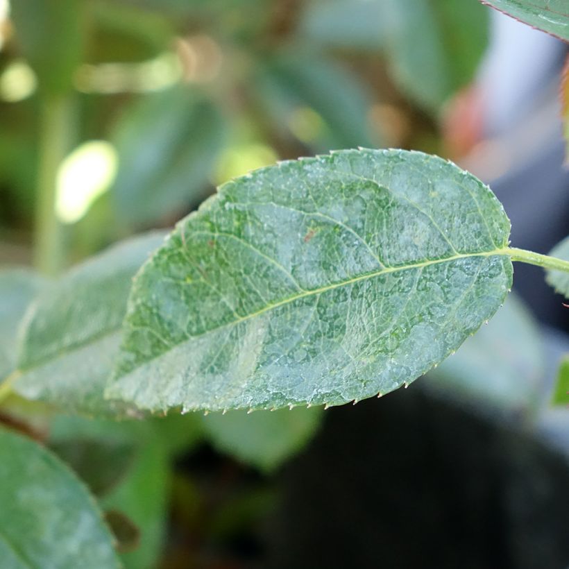 Rosa Street Colors Moulin Rouge Meitralight (Foliage)