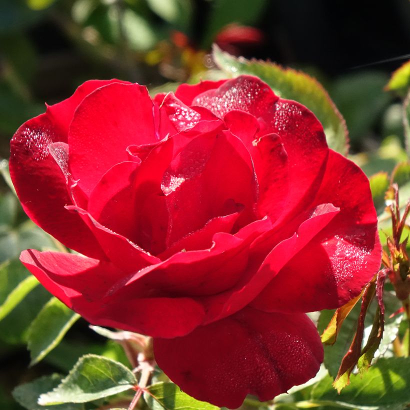 Rosa Street Colors Moulin Rouge Meitralight (Flowering)