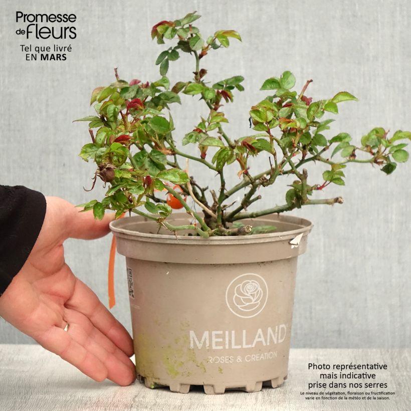 Example of Rosa Street Colors Moulin Rouge Meitralight Vaso da 4L/5L as you get in printemps