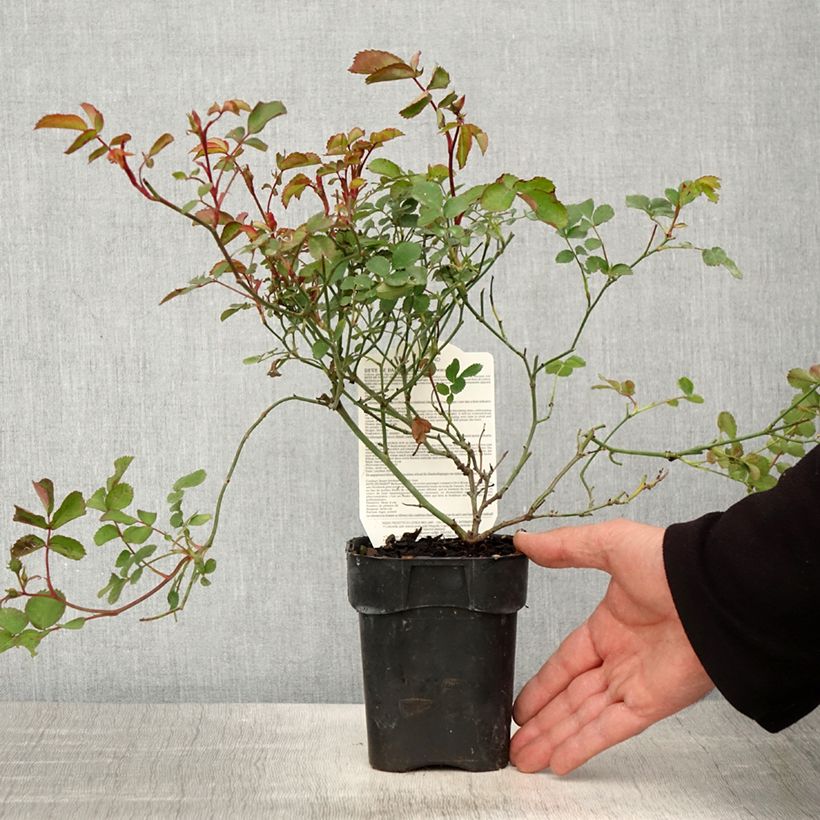 Rosa Street Colors Rêve de Paris 'Meilowmye' Vaso da Ø 10 cm/11 cm esemplare consegnato in primavera