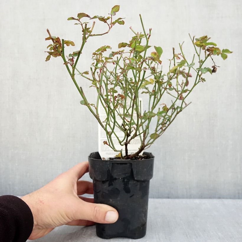 Esemplare di Rosa Street Colors Rêve de Paris 'Meilowmye' Vaso da Ø 10 cm/11 cm come consegnato in autunno