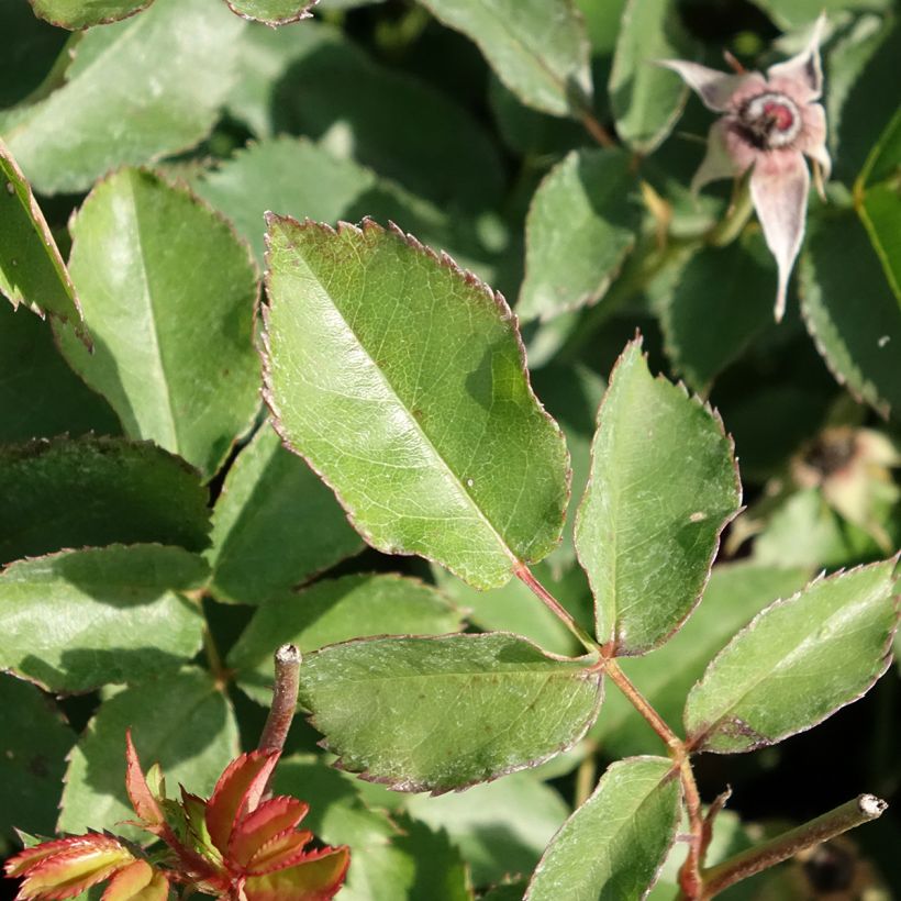 Rosa Street Colors Rêve de Paris 'Meilowmye' (Fogliame)