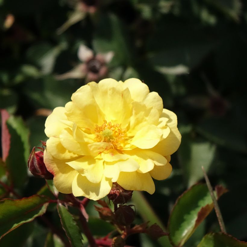 Rosa Street Colors Rêve de Paris 'Meilowmye' (Fioritura)