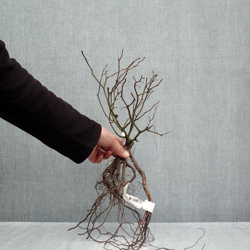 Rosa Street Colors Rêve de Paris 'Meilowmye' Piante piccole a radice nuda esemplare consegnato in inverno