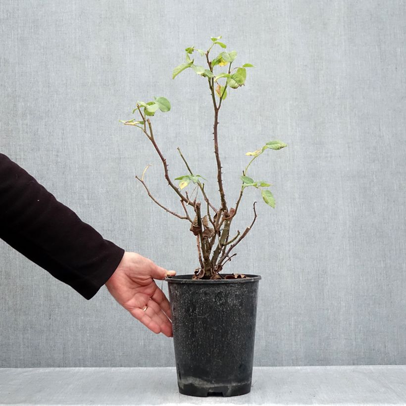 Esemplare di Rosa polyantha Mona Lisa Vaso da 4L/5L come consegnato in autunno