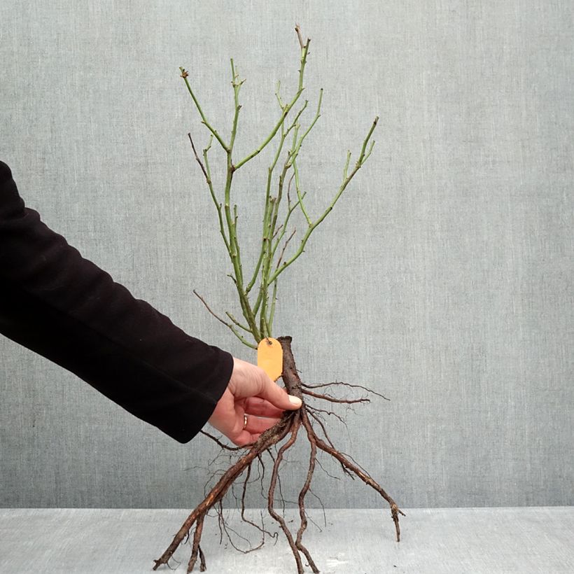 Example of Rosa polyantha Mona Lisa Piante piccole a radice nuda as you get in hiver