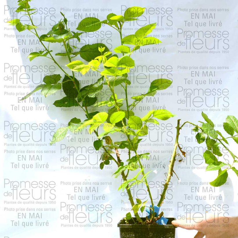 Esempio di esemplare Rosa Generosa Reine Sammut Vaso da 4L/5L come consegnato