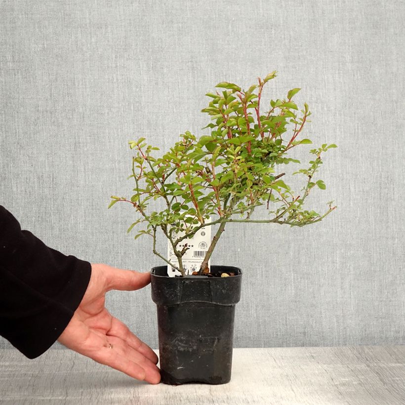 Rosa Rigo Rosen Innocencia Vaso da Ø 10 cm/11 cm esemplare consegnato in primavera