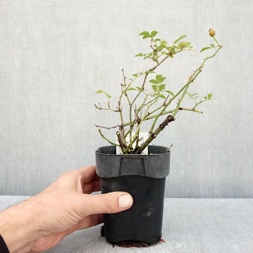 Esemplare di Rosa Rigo Rosen Innocencia Vaso da Ø 10 cm/11 cm come consegnato in autunno