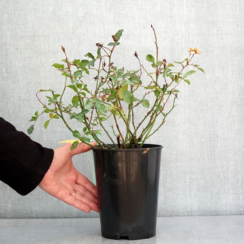 Rosier Rigo Innocencia Pot de 3L/4L esemplare consegnato in inverno