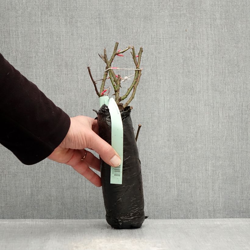 Example of Rosa Rigo Rosen Hotline Zolla a radice nuda as you get in hiver