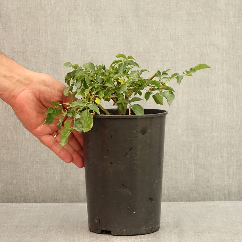 Esemplare di Rosa Rigo Rosen Solero Vaso da 3L/4L consegnato in estate