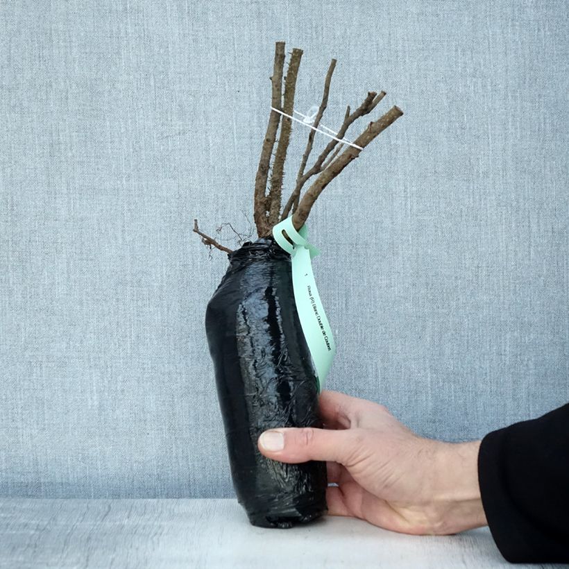 Example of Rosa rugosa Blanc Double de Coubert Zolla a radice nuda as you get in hiver