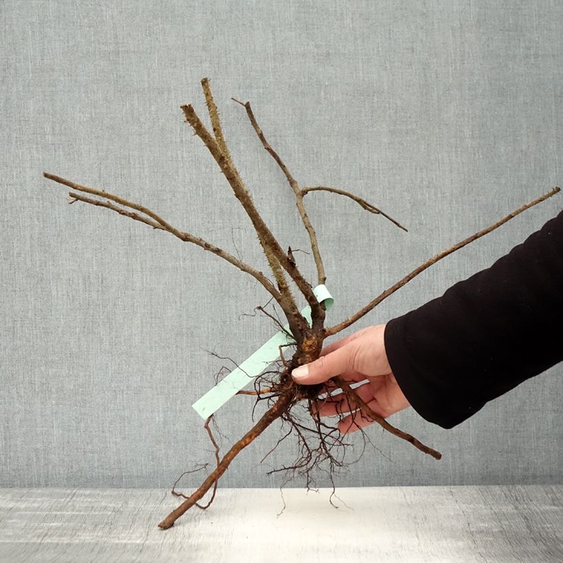 Example of Rosa rugosa Blanc Double de Coubert Piante piccole a radice nuda as you get in hiver