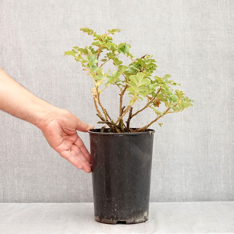 Esemplare di Rosa rugosa Frau Dagmar Hastrup Vaso da 2L/3L consegnato in estate