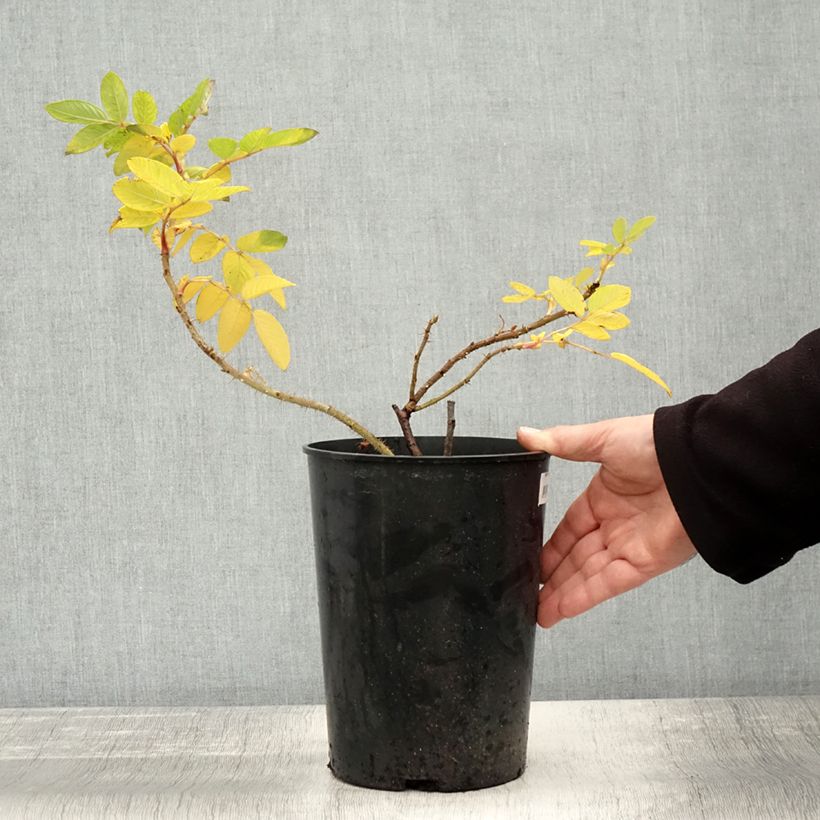 Esemplare di Rosier rugosa Hansa Pot de 4L/5L, Qualité 2 branches come consegnato in autunno